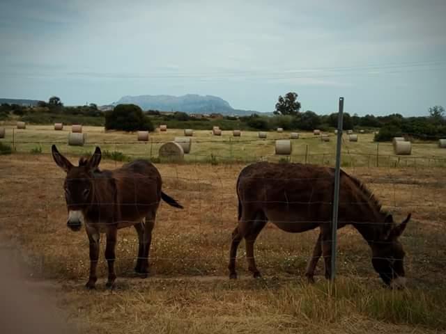 Nacchinono Olbia